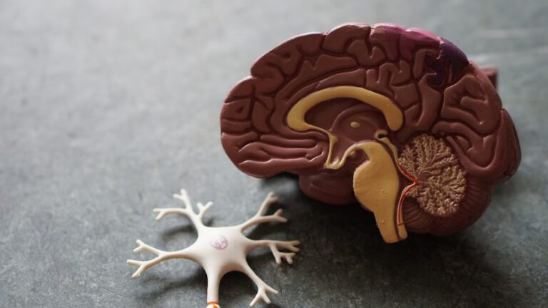 Boosting Brain Health After 50: How Learning German or English Improves Focus Boosting Brain Health After 50: How Learning German or English Improves Focus