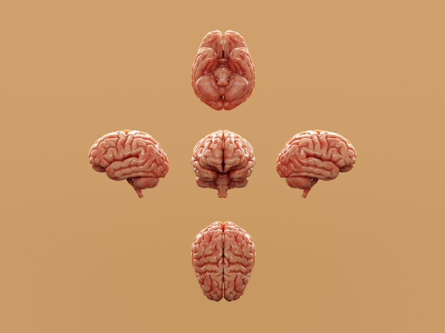 brain